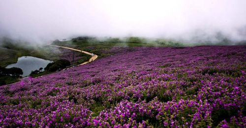 blog_image_Neelakurinji: Karnataka’s 12-Year Bloom