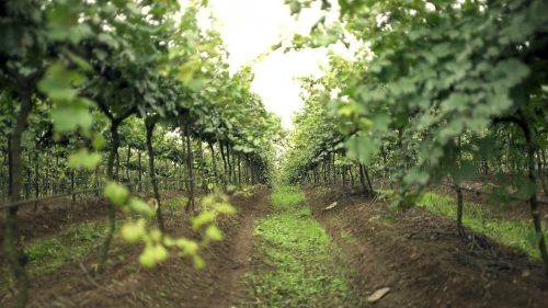 ಸುಲ ದ್ರಾಕ್ಷಿ ತೋಟಗಳ ವೈನ್ ಪ್ರವಾಸ