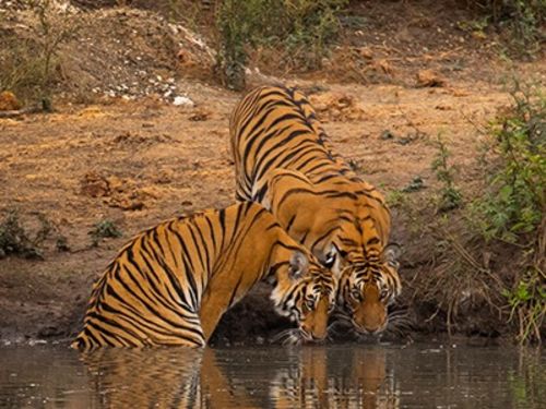 ಬಿ.ಆರ್. ಟೈಗರ್ ರಿಸರ್ವ್ ಮತ್ತು ವನ್ಯಜೀವಿ ಅಭಯಾರಣ್ಯ