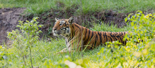 Bandipur National Park
