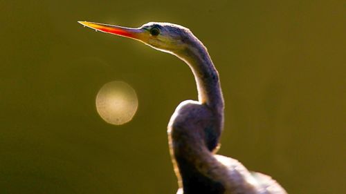 ಬೊನಾಲ್ ಪಕ್ಷಿಧಾಮ