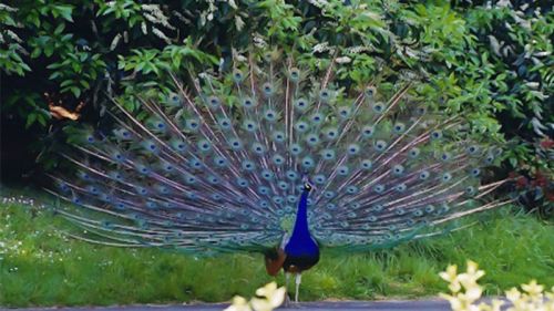 Mandagadde Bird Sanctuary