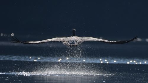 ರಂಗನತಿಟ್ಟು ಪಕ್ಷಿಧಾಮ