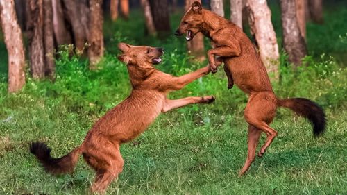 ಮೂಕಾಂಬಿಕಾ ವನ್ಯಜೀವಿ ಅಭಯಾರಣ್ಯ