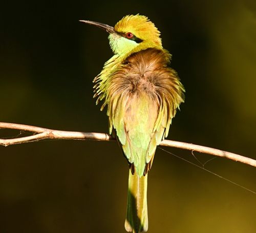 ಅತ್ತಿವೆರಿ ಪಕ್ಷಿಧಾಮ