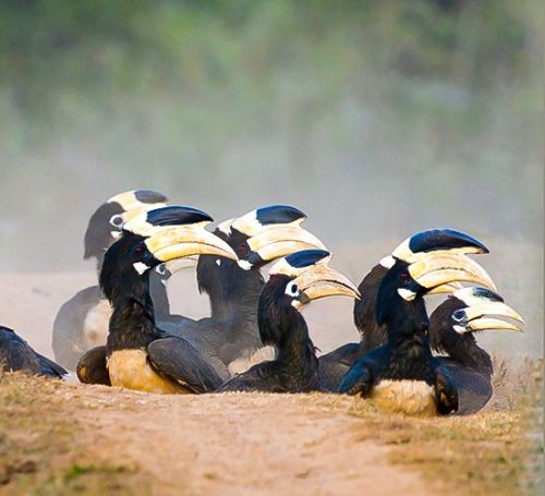Hornbills of dandeli
