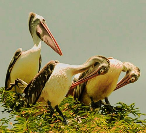 ಕೊಕ್ಕರೆಬೆಳ್ಳೂರು