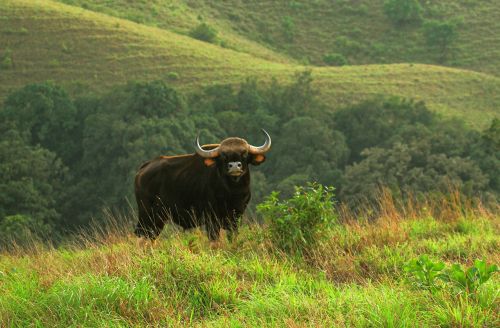 Kudremukh national park