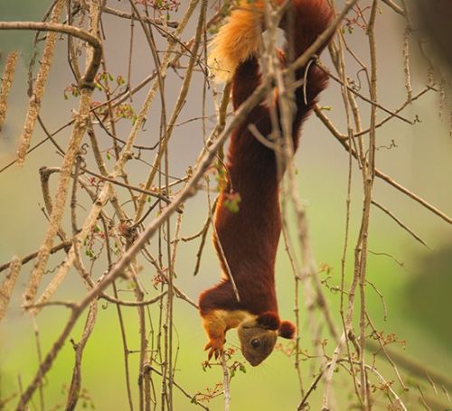 ಶರಾವತಿ ಕಣಿವೆ ವನ್ಯಜೀವಿ ಅಭಯಾರಣ್ಯ