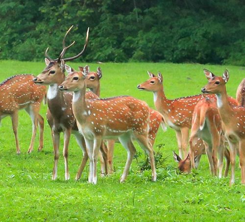 ಸೋಮೇಶ್ವರ ವನ್ಯಜೀವಿ ಅಭಯಾರಣ್ಯ