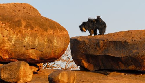 Gudekote Sloth Bear Sanctuary