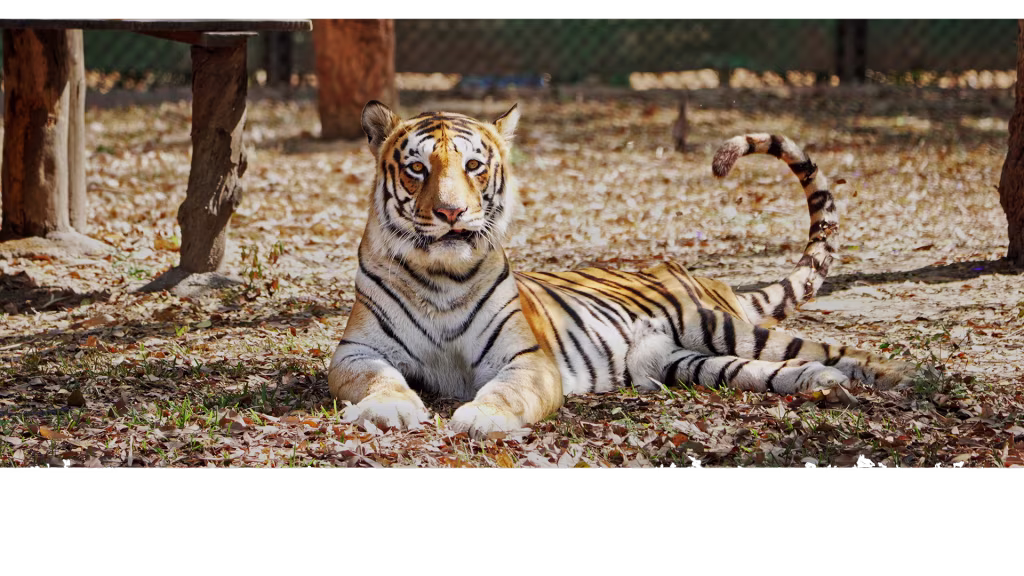 ZOO (1)