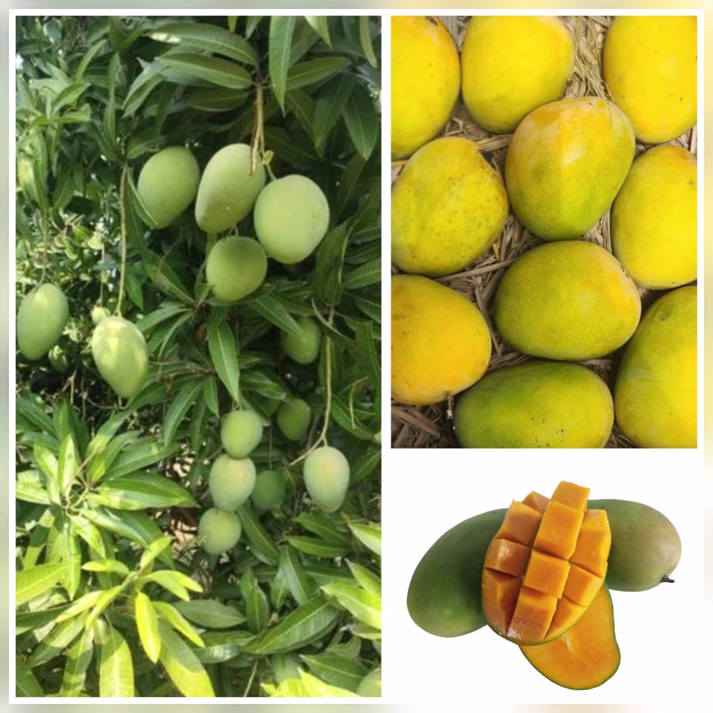 Mango mela