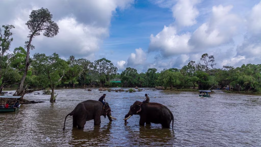 Dubare elephant camp, Coorg