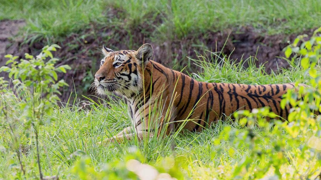 Bandipura-national-park-karnataka