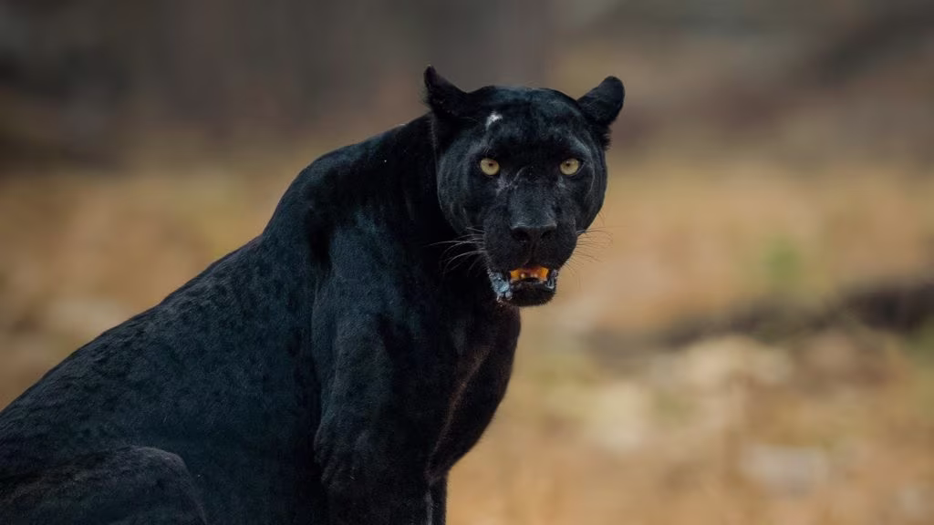 Saya - Black Panther, Kabini