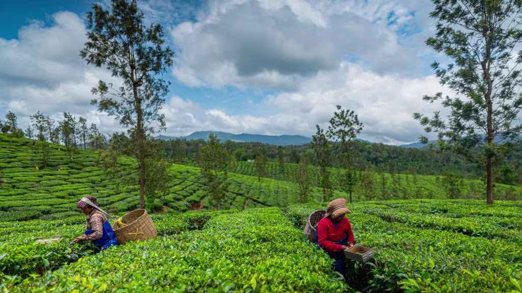 Tea Plantations, Coorg 1