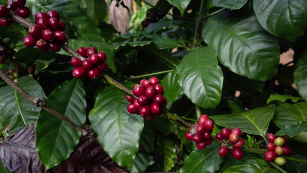 Coffee Plantations, Coorg 2