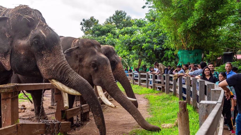 DUBARE-HARANGI-ELEPHANT

