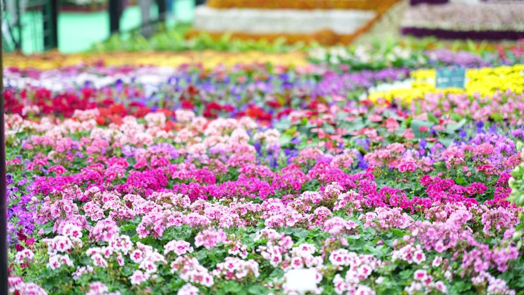 lalbagh flower show 10