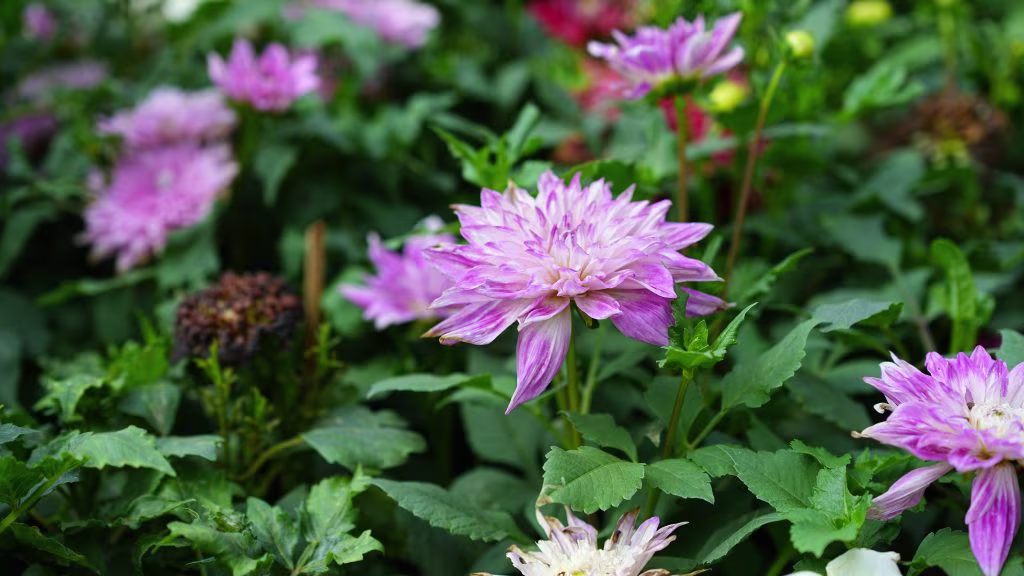 lalbagh flower show 5