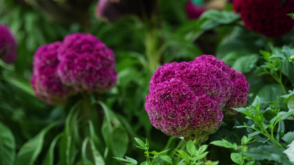 lalbagh flower show 7