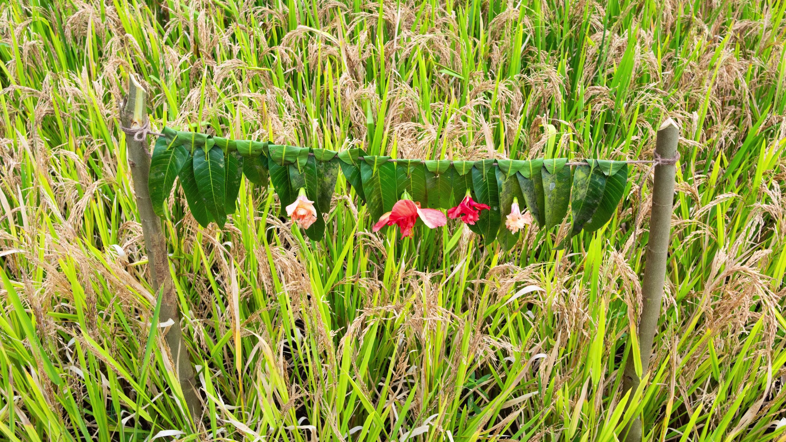 Hutthari, Coorg 1