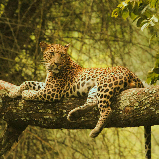 leopard in Kabini - ವನ್ಯಜೀವಿ