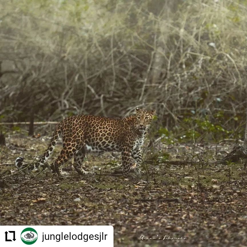 #Repost @junglelodgesjlr
...
The unobstructed view of this leopard walking during the golden dusk is the perfect reminder of those adventure filled weekends amidst nature.

Relive the thrill on a safari with JLR.

Picture Credits: @samuel__asir 

#Leopard #Wildlife #WildlifePhotography #Photography @wildkarnataka @karnatakaworld #WildlifeGetaway #Nature #KabiniRiverLodge #Kabini #KarnatakaWildlife #WeekendGetaway #JunglesOfKarnataka #JungleLodges