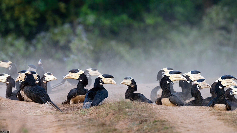 Dandeli Karnataka