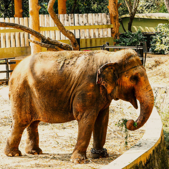 Mysuru Zoo