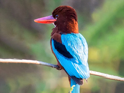 Ghataprabha Bird Sanctuary