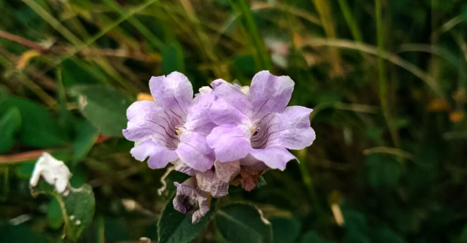 mandalpatti flowers