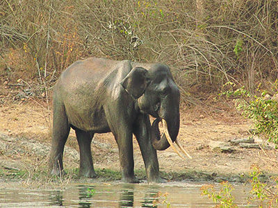 Nagarhole Wildlife Experience - Karnataka Tourism