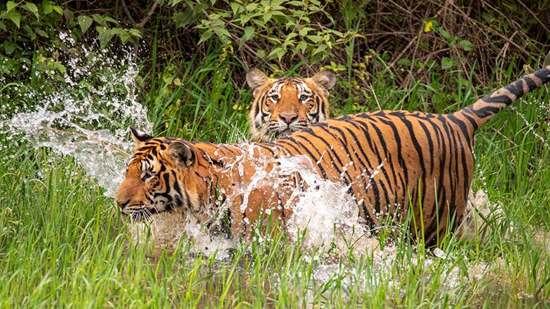 Tigers in Karnataka