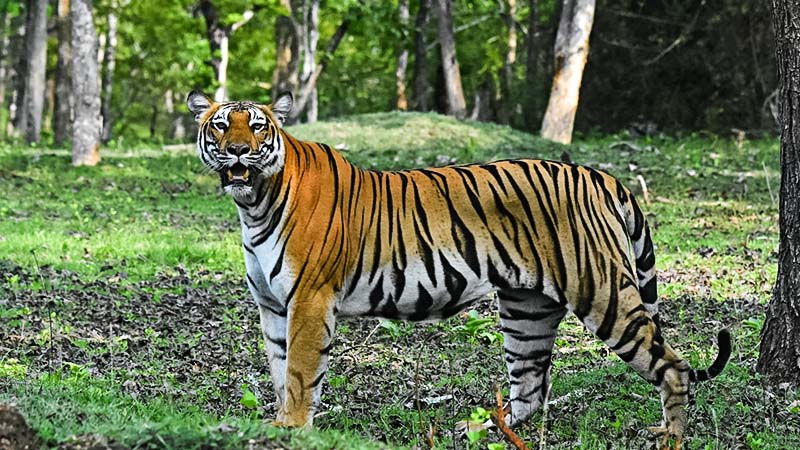 BANDIPURA TIGER RESERVE