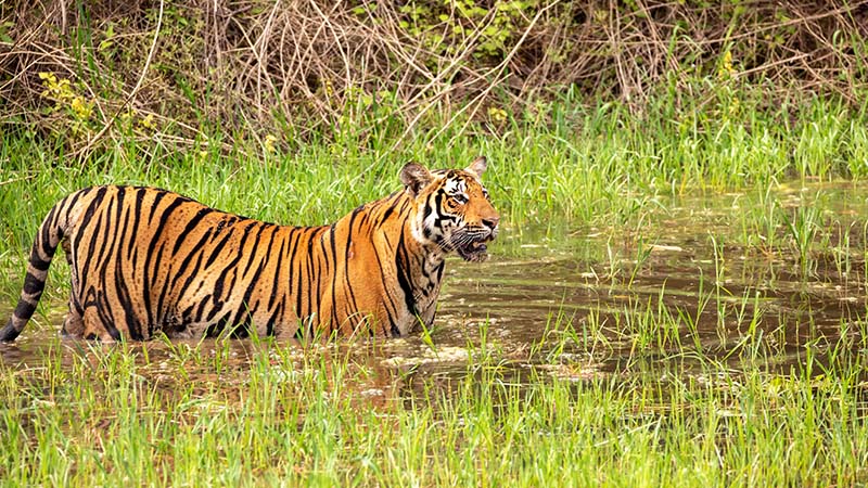 Bhadra Tiger Reserve