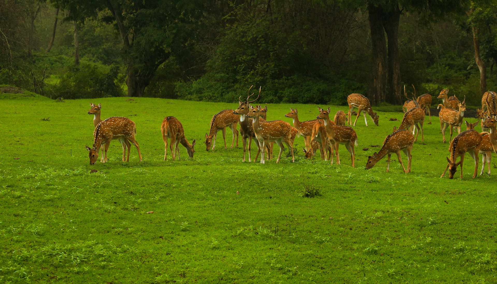 Sharavathi Valley Wildlife Sanctuary