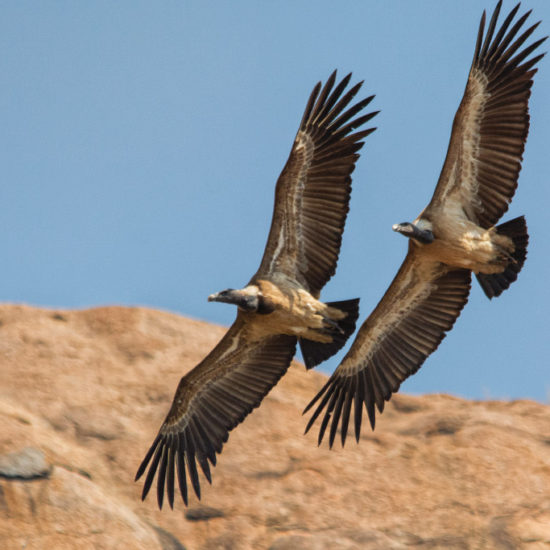 Ramadevarabetta Vulture Sanctuary