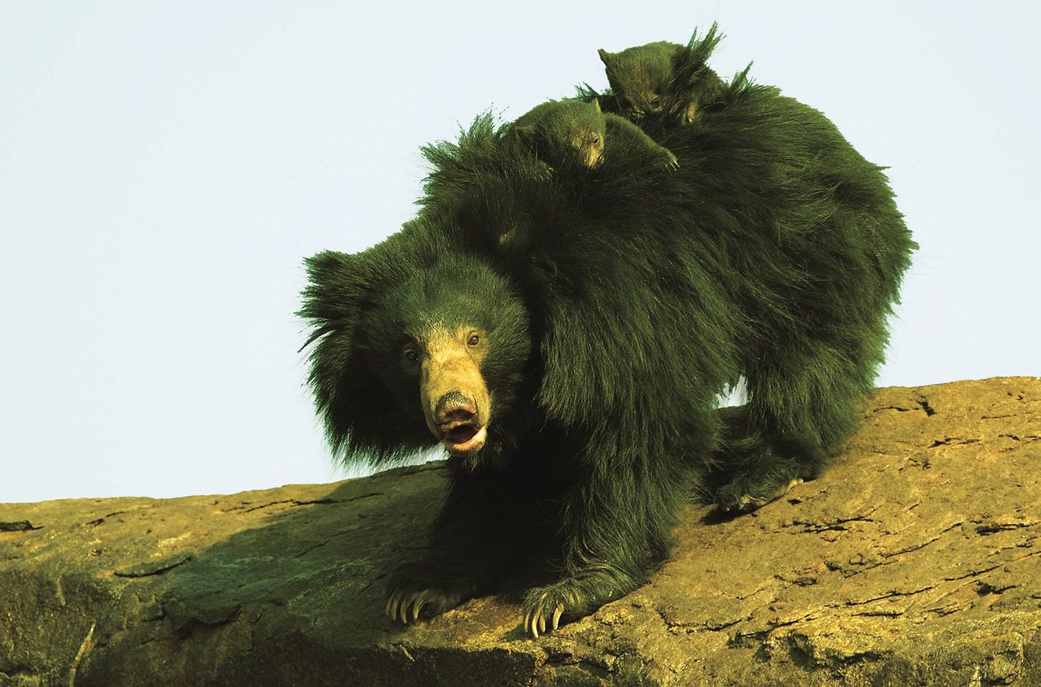 Daroji Sloth Bear Sanctuary Hampi