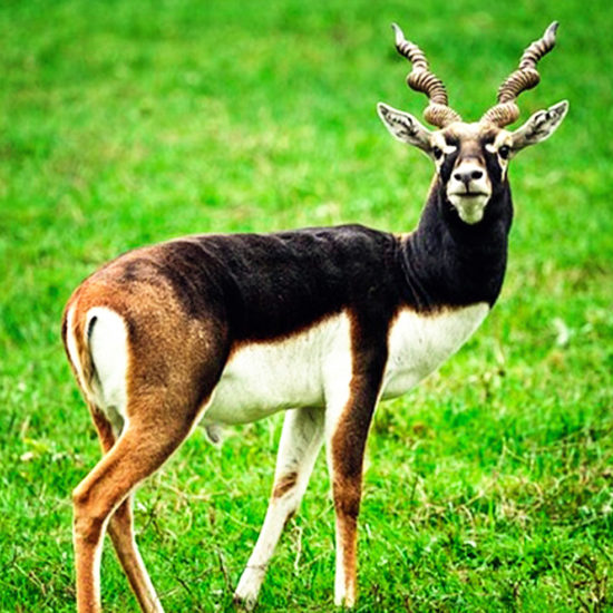 Ranbenuur Blackbuck Sanctuary