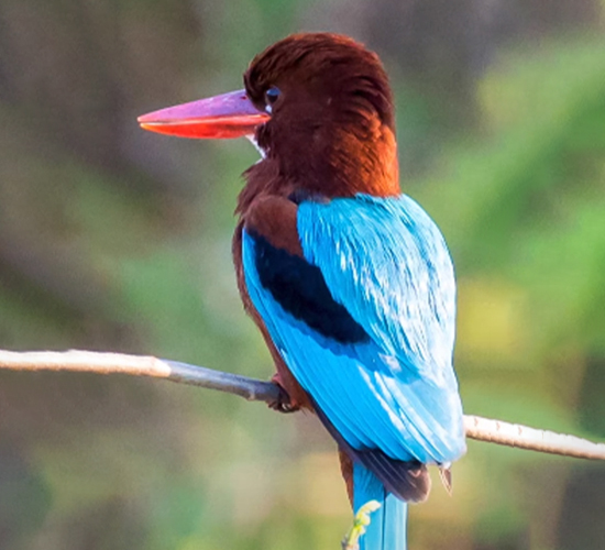 Wildlife Sancturies | Birds Sancturies - Karnataka Tourism