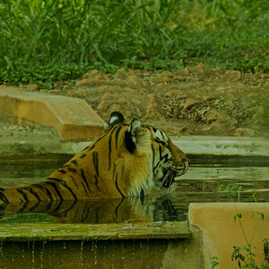 Mysuru Zoo Tiger