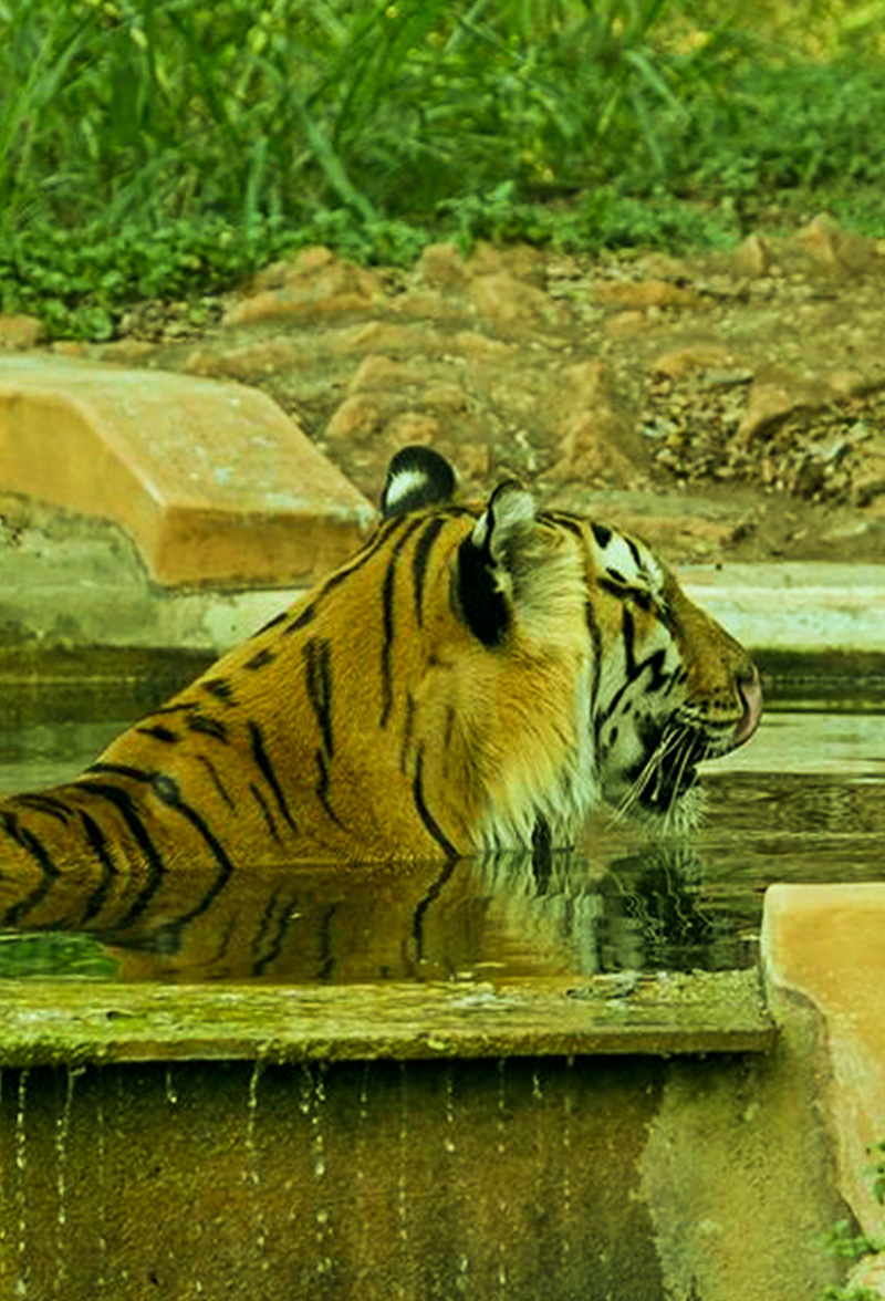 Mysuru Zoo | Sri Chamarajendra Zoological Gardens | Karnataka Tourism