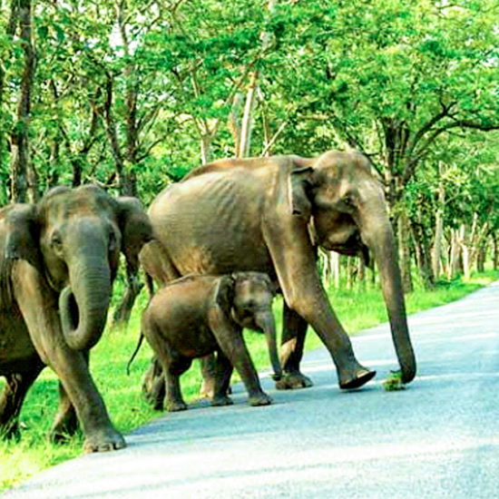 Asiatic Elephants in Bandipur National Park