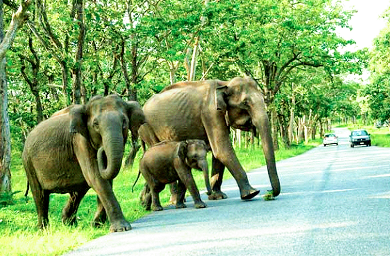 Asiatic Elephants in Bandipur National Park