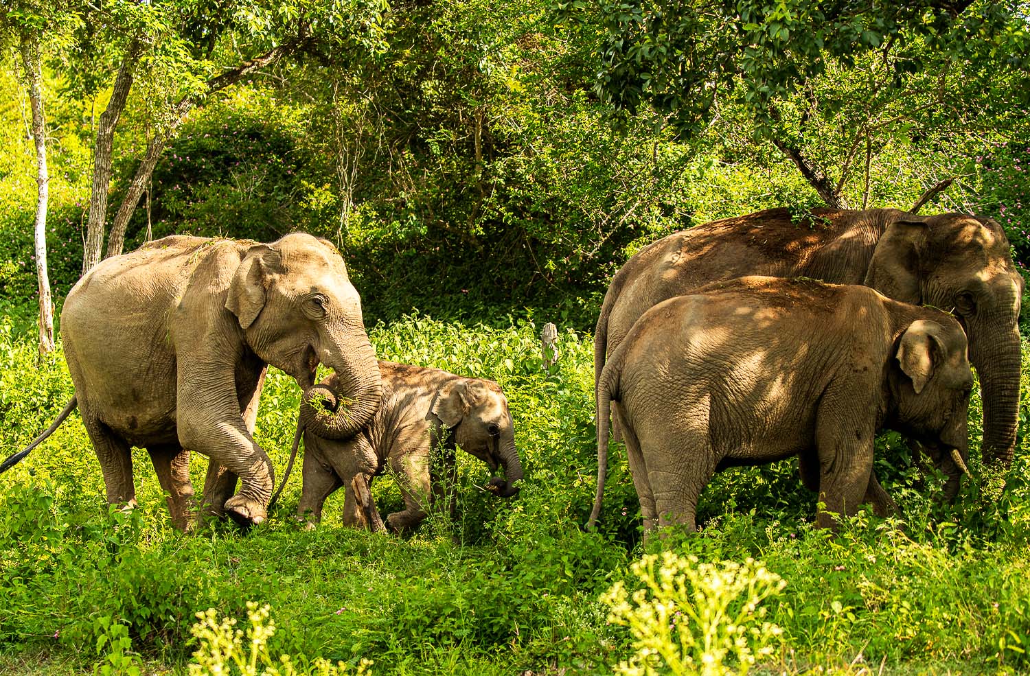 Bandipura Wildlife Sanctuary Images Karnataka Tourism