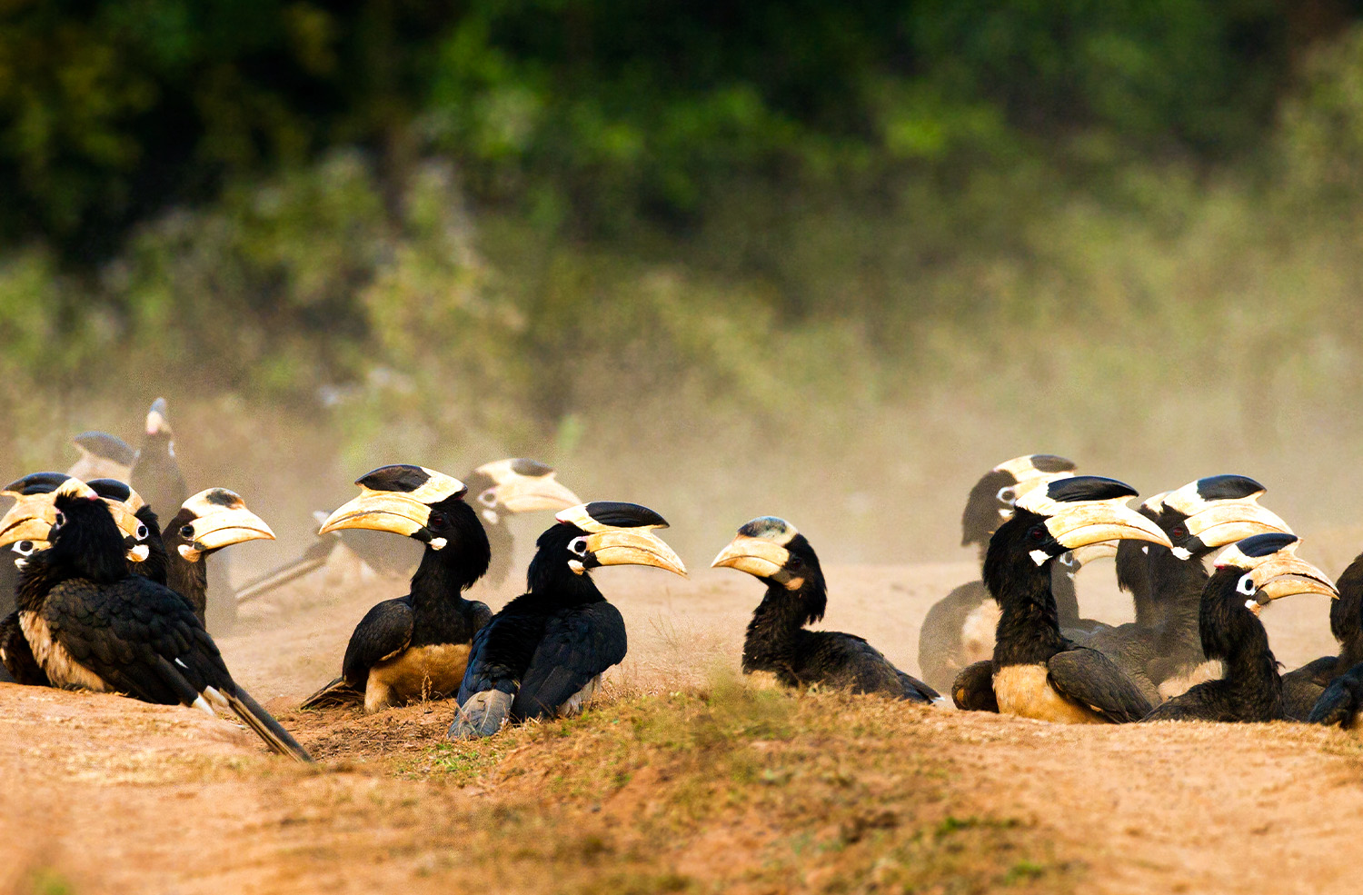 Dandeli Wildlife Sanctuary Images - Wildlife Photography - Karnataka Tourism
