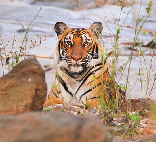Kali Tiger Reserve - Anshi National Park - Karnataka Tourism