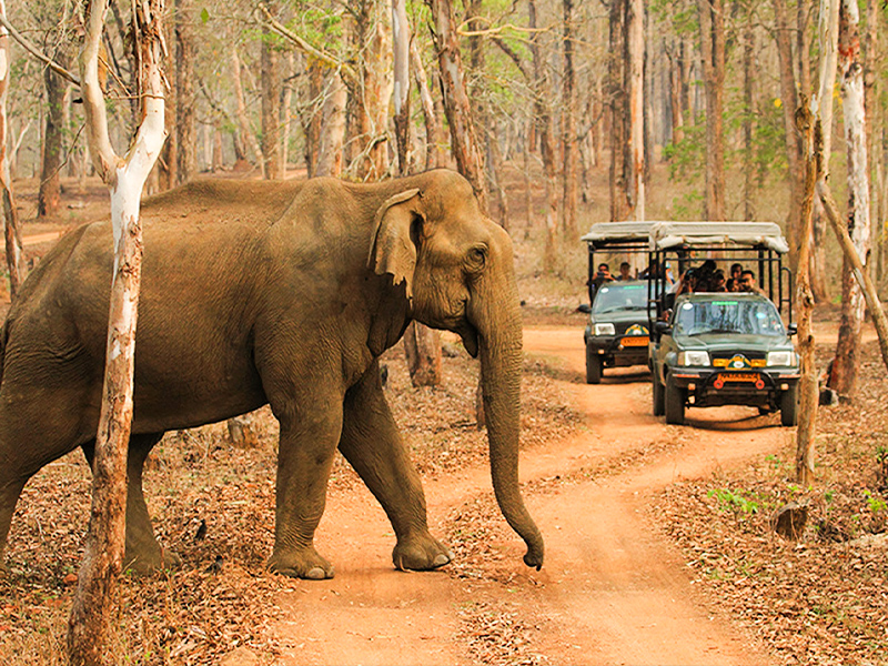 Kabini national park